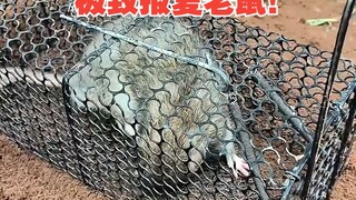 极致报复老鼠！