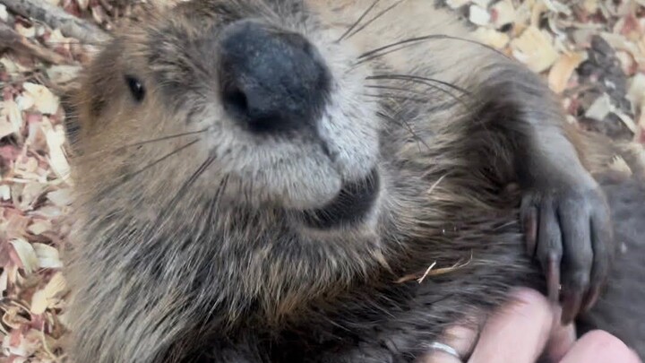 Beaver: Humans, please hold back, but being pet feels so good.