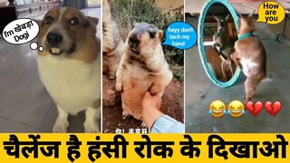 Funny Animal Videos 2022 | Funniest CatsAnd Dogs Videos