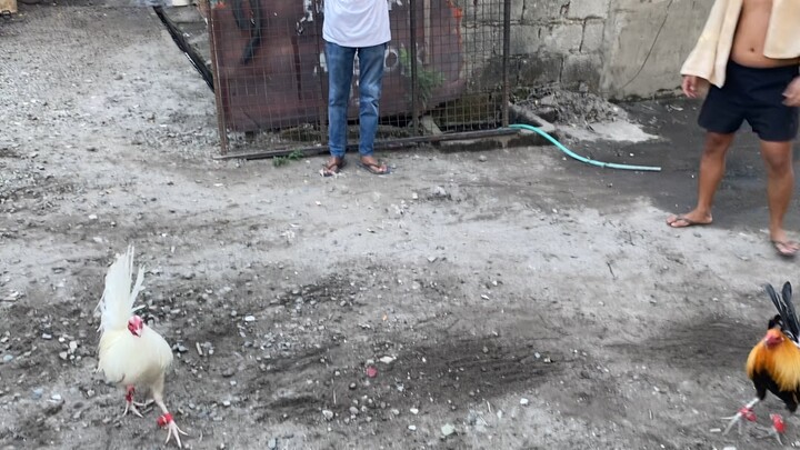 11 Months White Kelso vs 4 Years Old Pumpkin Hatch 💯