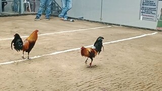 mayahin vs alimbuyugin