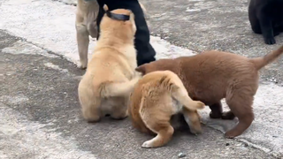 If you love Chinese native dogs, please follow! They won’t eat food from your hand, won’t bite famil