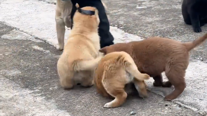 喜欢中华田园犬请关注，不吃手中食，不咬家中人，不在家中死——中华田园犬