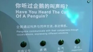 🐧你听过企鹅的叫声吗🐧99％的人都没听过🐧