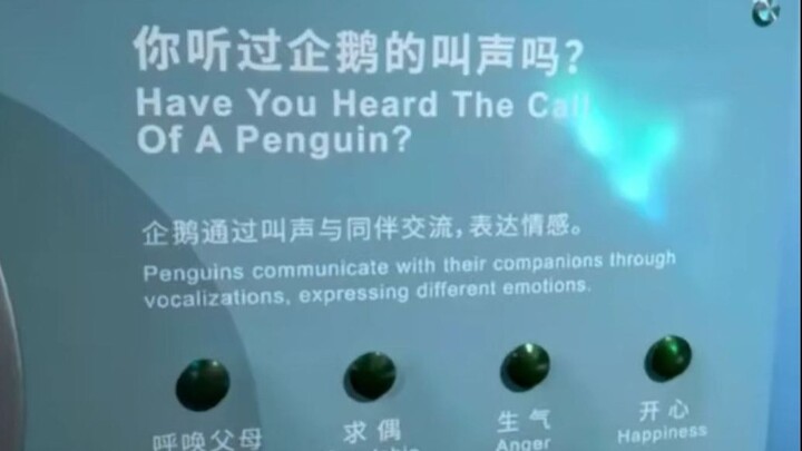 🐧你听过企鹅的叫声吗🐧99％的人都没听过🐧