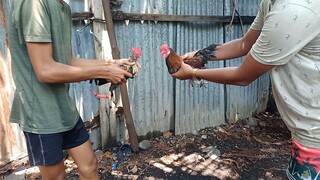 keyobantam vs ellie.bantam backyard katuwaan lang HAHAHAH