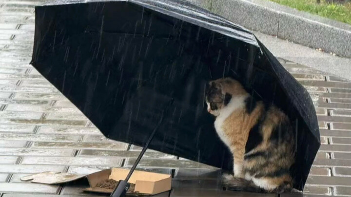 “Manusia, dunia kucing sedang hujan, kucing tidak bisa mengatasinya”