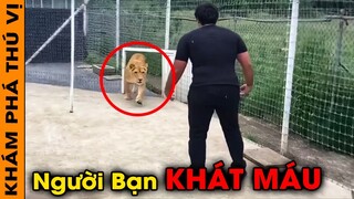 🔥 12 Câu Chuyện Ly Kỳ Và Thú Vị Về Tình Bạn Giữa Người Và Động Vật Khiến Bạn Rơi Nước Mắt | KPTV