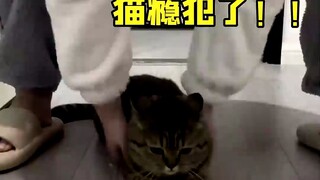 I'm craving cats, I'm craving cats, I can't take it anymore, ahhhhhhhhh!