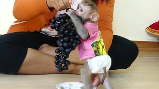 Ohho!! Adorable little boy Maki Very Happy eating With lots of Blake grapes 🍇🍇