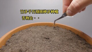 Planting bamboo from seeds is surprisingly fun! Its aggressive roots can even reach the bedroom of M