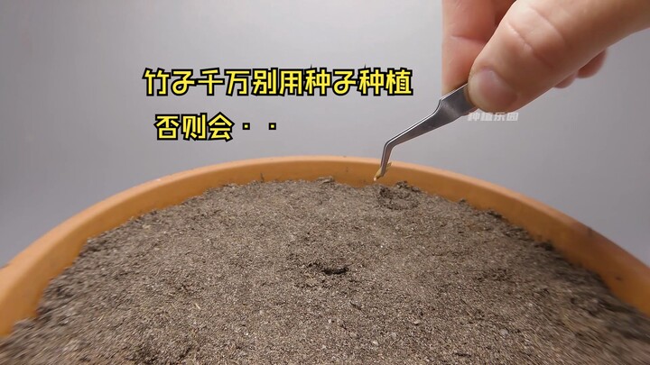 竹子用种子种植，没想到这么有趣~！霸道的根系能串到隔壁老王家的卧室？