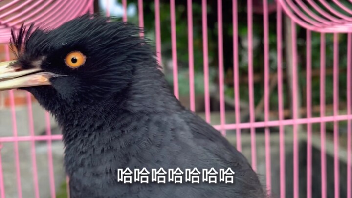 ส่องนกเอี้ยงพูดจาอย่างใกล้ชิด ลองสังเกตดวงตาของมันสิ น่าทึ่งมากเลย