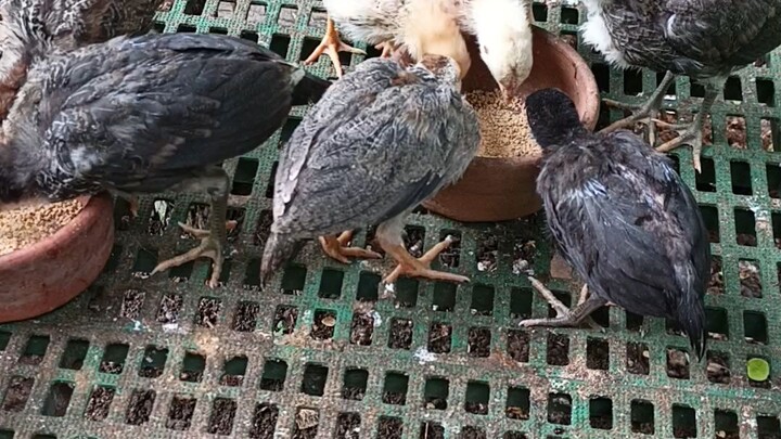 black grey, pumpkin grey, pure pumpkin