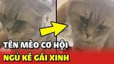 Thanh niên mèo cơ hội mò lên phòng GÁI XINH để NGỦ NHỜ 😂 | Yêu Lu