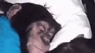 bebek