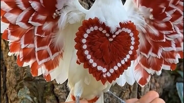A Beautiful Heart Appears on This Bird’s Chest