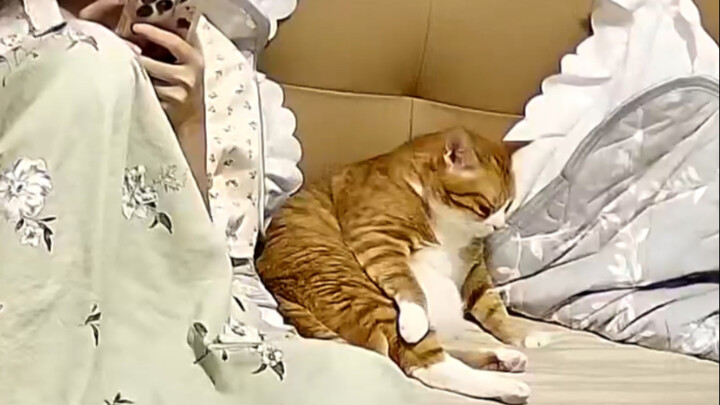 น้องแมวที่รับมาเลี้ยงตอนกลางคันตัวนี้ ทุกคืนจะคอยจนกว่าฉันจะหลับ