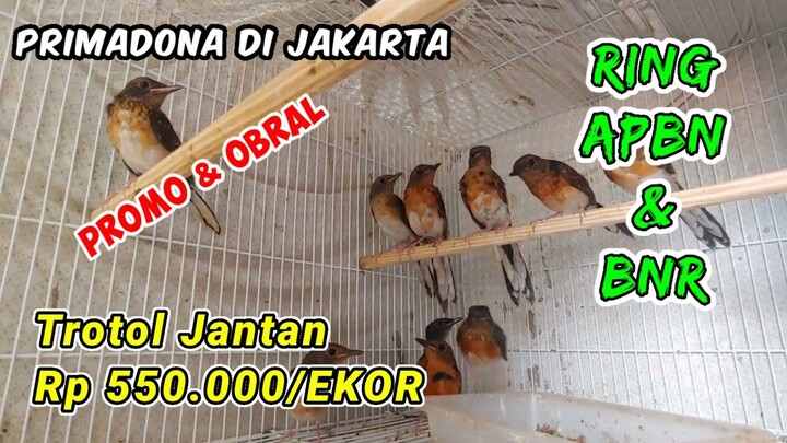 Pusatnya Murai Batu di Jakarta. Trotol Jantan 550 Ribu. Stock terbaru Markas Murai Sersan