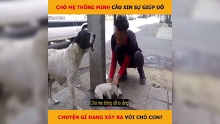 Chó mẹ thông minh cầu xin sự giúp đỡ, khi có chuyện xảy ra với chó con | LT Review