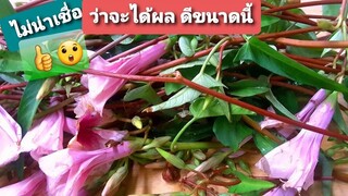 น้ำผักบุ้งนาล้างพิษ ล้างสารตกค้างทุกชนิดน้ำผักบุ้งแดง ผักบุ้งไทย Morning glory. Morning glory juice.