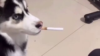 听 说 你 想 养 哈 士 奇 ？？？