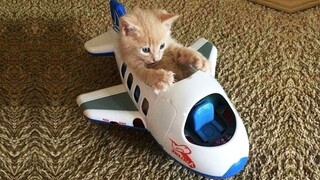 Cute Animals that Will Make your Day Much Better 🥰