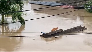 KEMANA KUCING LIAR PERGI SAAT BANJIR