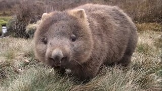 Hewan yang "bijaksana" pasti memiliki empat anggota tubuh yang sangat berkembang.