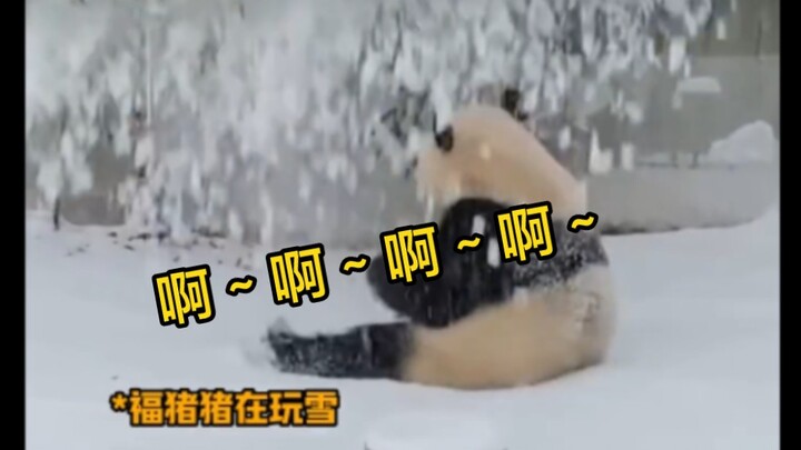 لأول مرة أسمع صرخة الجد جيان بهذا القدر من البؤس!