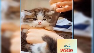 Tổng hợp những khoảnh khắc Hài Hước của Động Vật -149