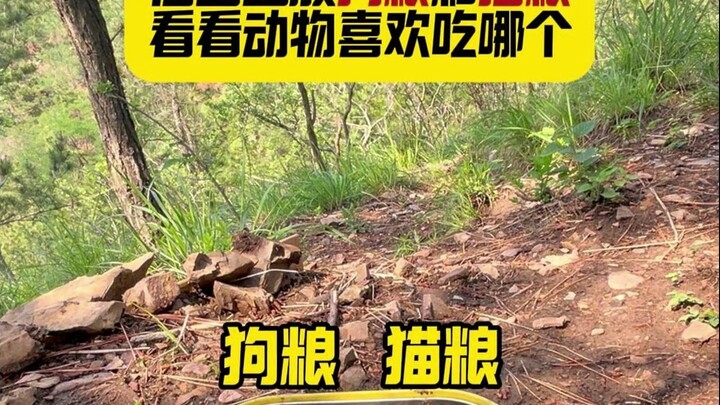 Day 122 | Leaving dog and cat food on the mountain to see which one the animals prefer.