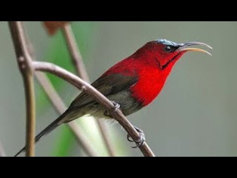 Burung Master | Besetan Kasar Kolibri Jawa