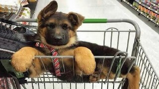 Funniest and Cutest German Shepherd Videos 3 - วิดีโอลูกสุนัข 2020