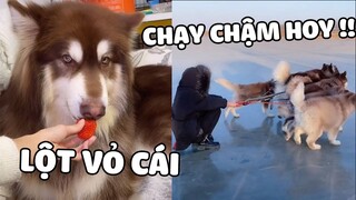 Khi Trong Nhà Bạn Nuôi Bảo Bối Chỉ Yêu Mình Bạn 😘 | Pets TV
