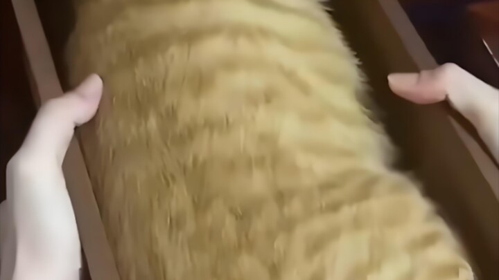 烤面包 ！？