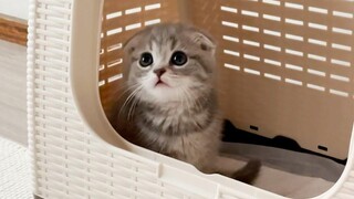 A kitten came to my house Scottish Fold Lulu