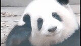 Decompression female star Panda Huahua photo album