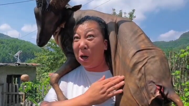 Sister Rain took down the lead sheep—want a share?