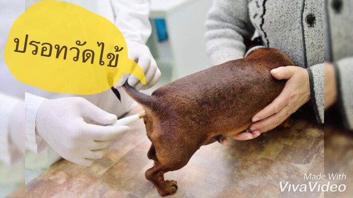 รู้ทัน จับสัญญาณสุนัขมีไข้ อาการสุนัขมีไข้ สุนัขไม่สบาย หมามีไข้ น้องหมาป่วย by Thai Pet Academy