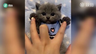 这才是猛男该看的，超萌超萌的小奶猫，治愈你的不开心！