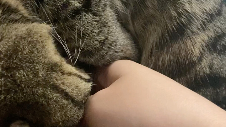 How Gentle Can a Calico Cat Be?