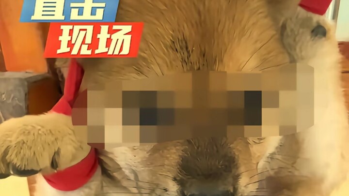 为我发声，正义不仅迟到，还缺席了