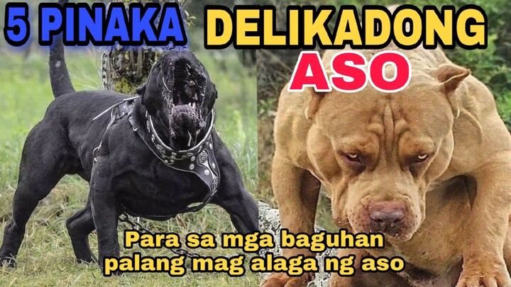 5 PINAKA DELIKADONG ASO