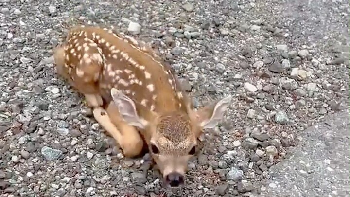 A newborn fawn was trampled by its own mother, but a man fought desperately to save it—only to be re