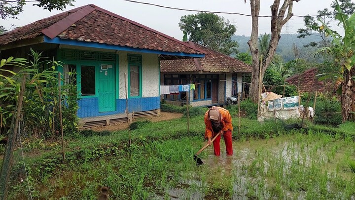Suasana Damai Hidup Di Desa, Aktivitas Pagi Di Kampung Terpencil | Pedesaan Sunda