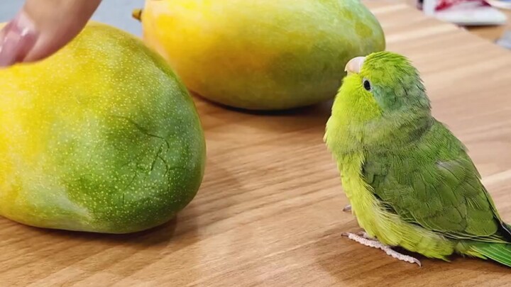 Chim non xanh ăn đồng loại rồi