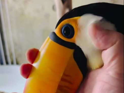 My mood is getting better, bird!