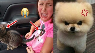 Funniest Animals | Funny Dog & Cat  #1