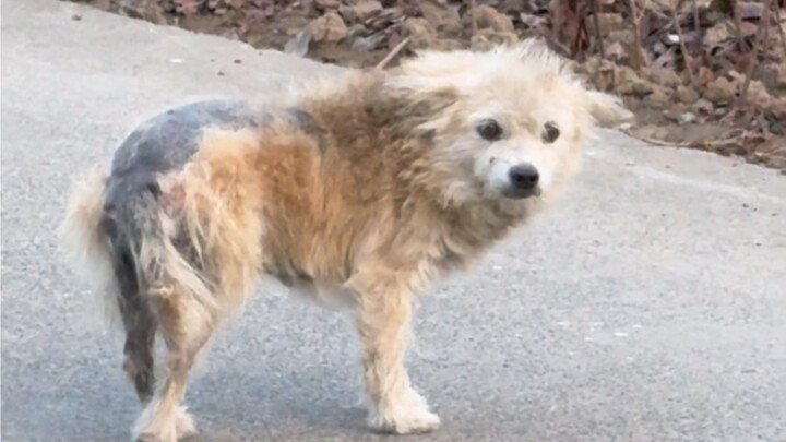 مقارنة قوية بين الكلاب الضالة قبل وبعد تبنيها!!!